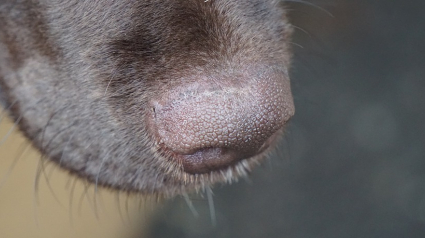 Illustration : Des chiens pour détecter la Covid-19 dans les EHPAD ? L'association HANDI'CHIENS devient partenaire du projet Nosaïs initié par le professeur Grandjean