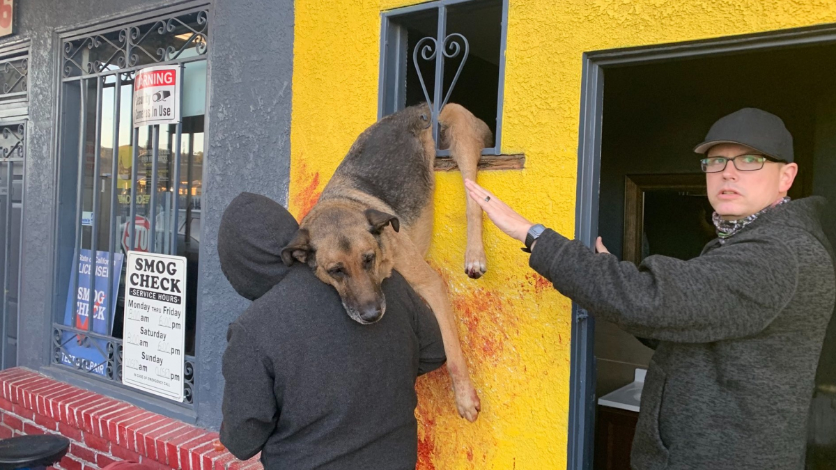 Illustration : "Les secours sauvent un chien coincé dans les barreaux d'une fenêtre après avoir tenté de prendre la fuite"