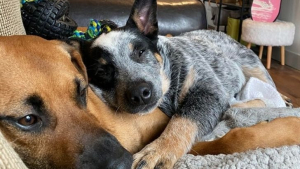 Illustration : 18 photos attendrissantes d'animaux avec leurs meilleurs amis qui prouvent que l'amour n'a pas de barrière