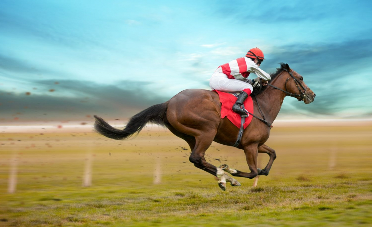 Illustration : "Acheter un cheval de course"