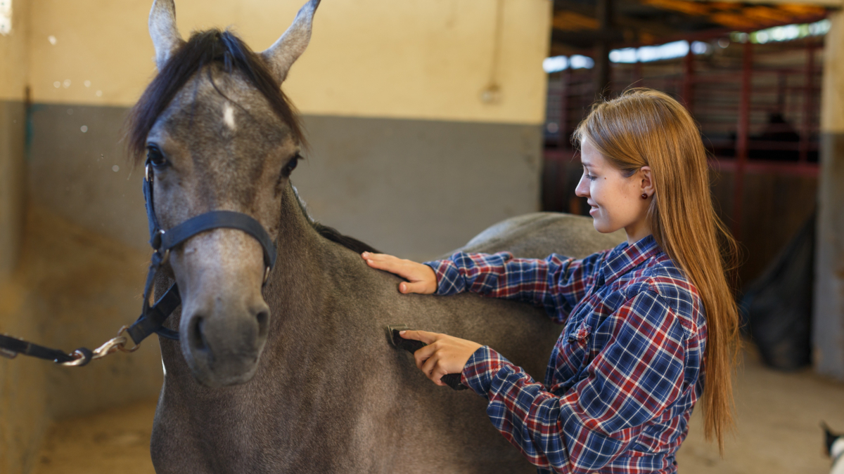 Guide d'Achat d'une Tondeuse à Chevaux