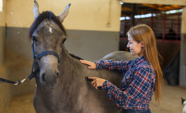 Illustration : "Désensibiliser son cheval à la tondeuse"