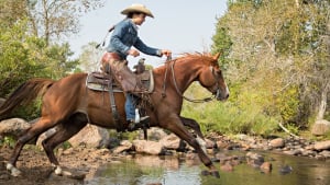 Illustration : L'équitation western