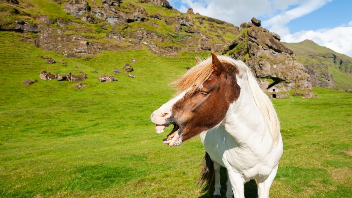 Illustration : "Le hennissement chez le cheval "