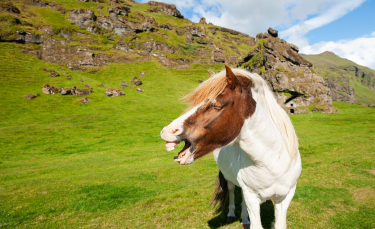 Illustration : "Le hennissement chez le cheval "
