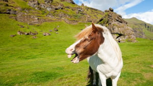 Illustration : Le hennissement chez le cheval 