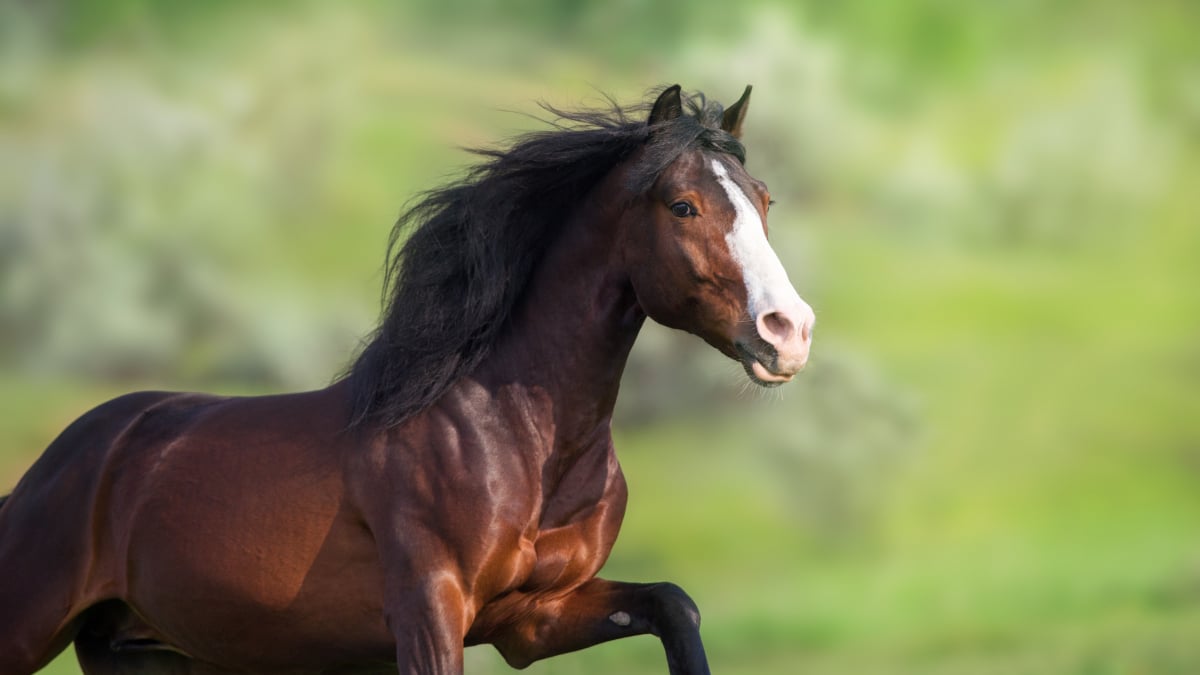 Illustration : "Cheval au pré : le protéger du vol"