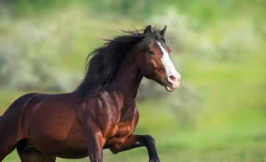 Illustration : "Cheval au pré : le protéger du vol"