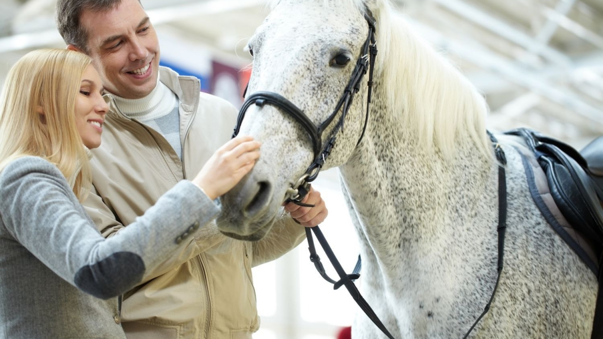 Illustration : "Devenir propriétaire d’un cheval : les questions à se poser avant de franchir le pas"