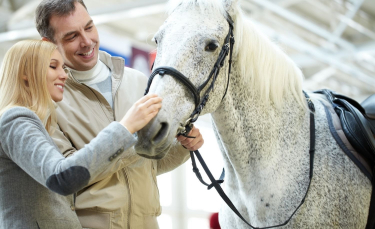 Illustration : "Devenir propriétaire d’un cheval : les questions à se poser avant de franchir le pas"