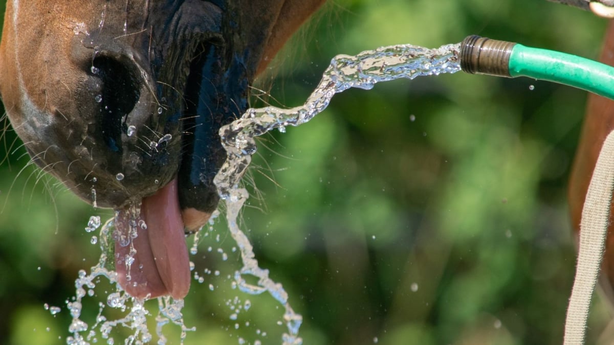 Illustration : "Les besoins en eau du cheval"