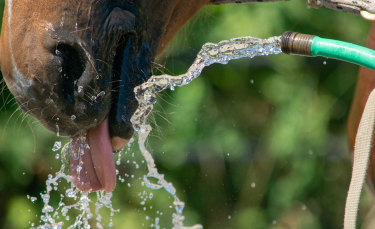 Illustration : "Les besoins en eau du cheval"