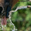 Illustration : Les besoins en eau du cheval