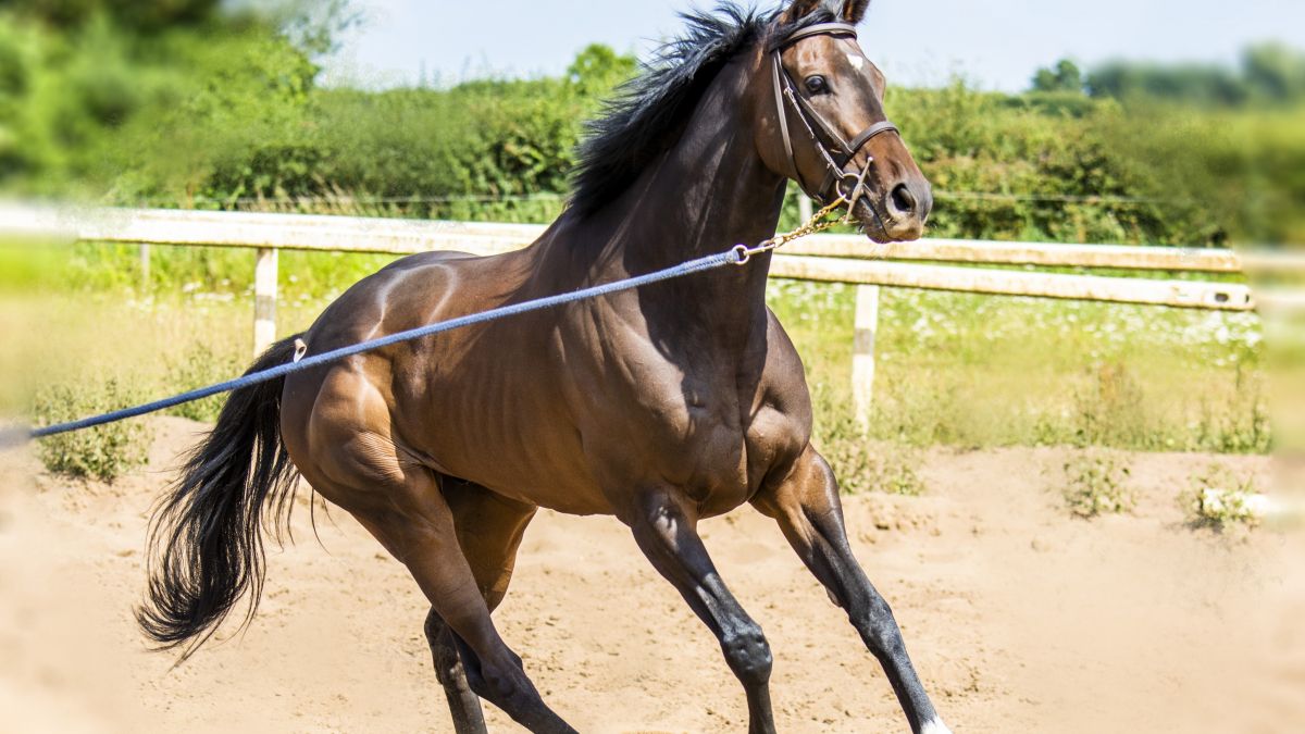 Pourquoi travailler son cheval à la longe : avantages et inconvénients