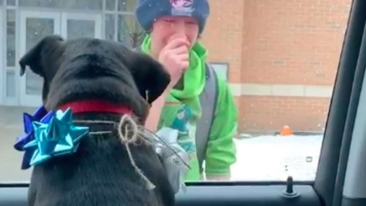 Illustration : "Ému par la perte de son chien, un jeune homme fond en larmes quand ses parents lui ramènent son chien à la sortie de l'école"