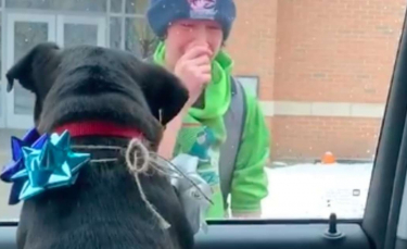 Illustration : "Ému par la perte de son chien, un jeune homme fond en larmes quand ses parents lui ramènent son chien à la sortie de l'école"