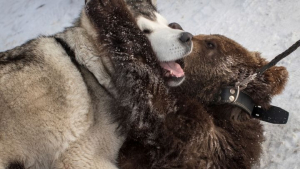 Illustration : "Un ours abandonné réapprend à vivre grâce au soutien d'un chien pour permettre son retour à la vie sauvage (Vidéo)"