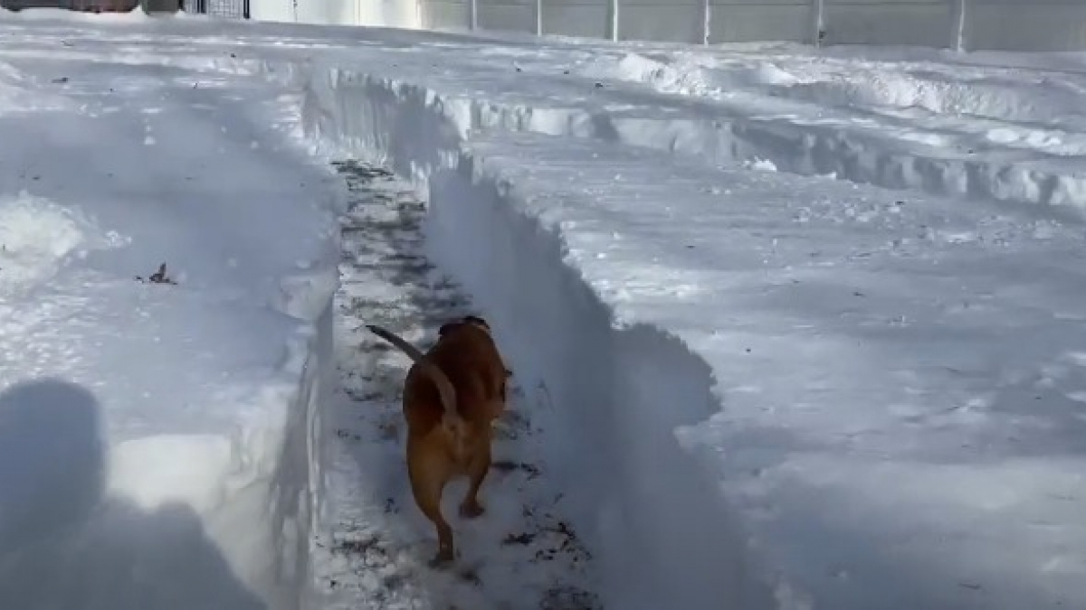 Illustration : "Un couple crée un labyrinthe géant dans leur jardin enneigé pour offrir un espace de jeu aux 21 chiens qu'ils accueillent ( Vidéo)"