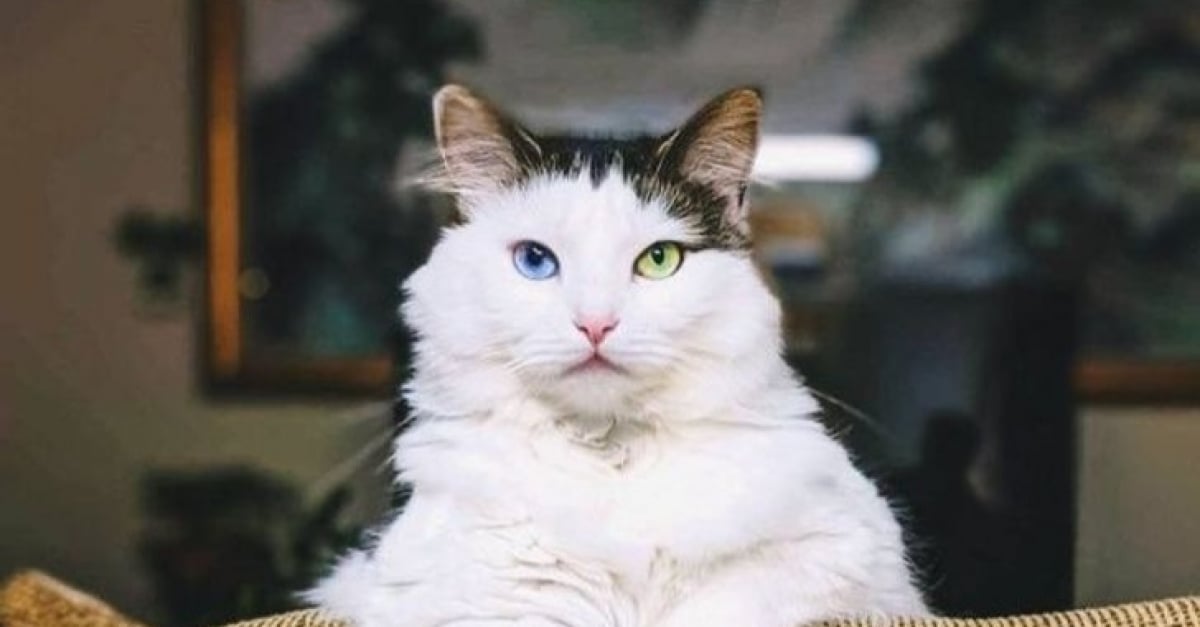 15 Photos Qui Prouvent Que Les Chats Ne Sont En Fait Que Des Humains A Fourrure