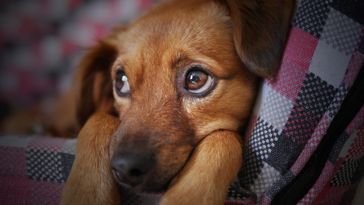 Illustration : "Une étude révèle les effets négatifs des cris de l'Homme chez le chien. Ils créeraient stress et anxiété "