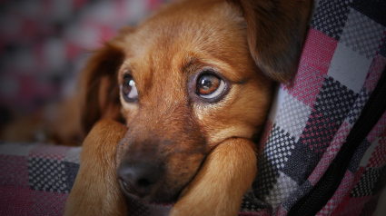 Illustration : Une étude révèle les effets négatifs des cris de l'Homme chez le chien. Ils créeraient stress et anxiété 