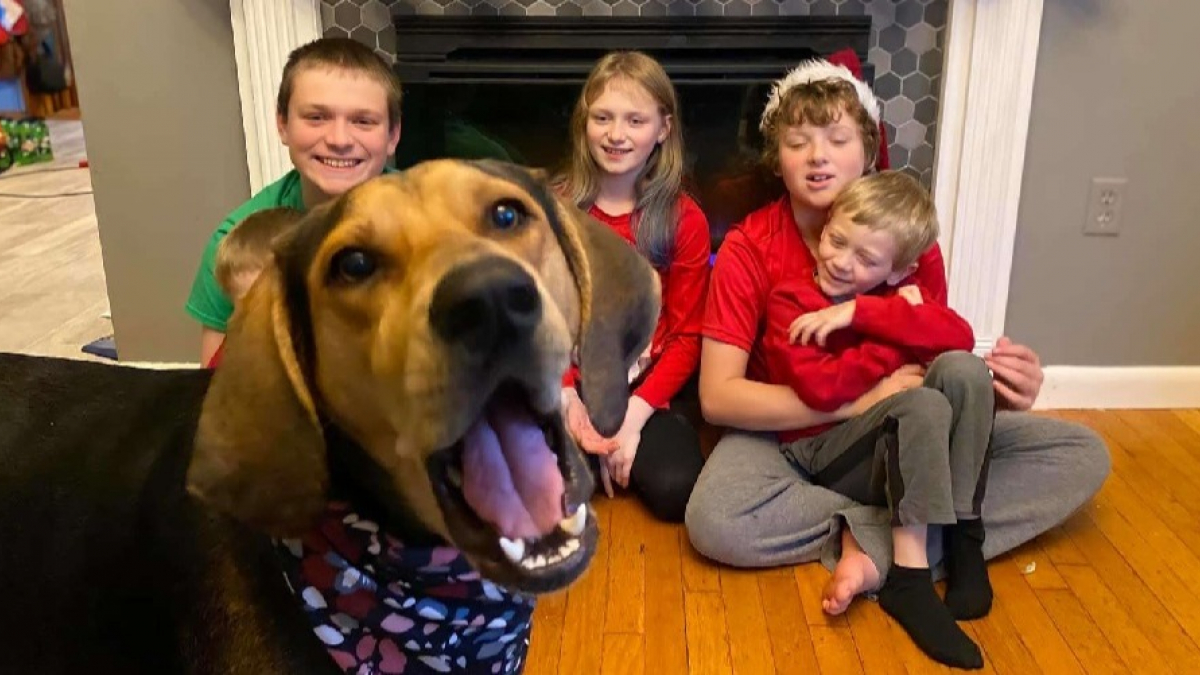Illustration : "Cet ancien chien errant s'incruste sur toutes les photos de la famille pour les fêtes de Noël et prouve que l'amour peut tout changer"