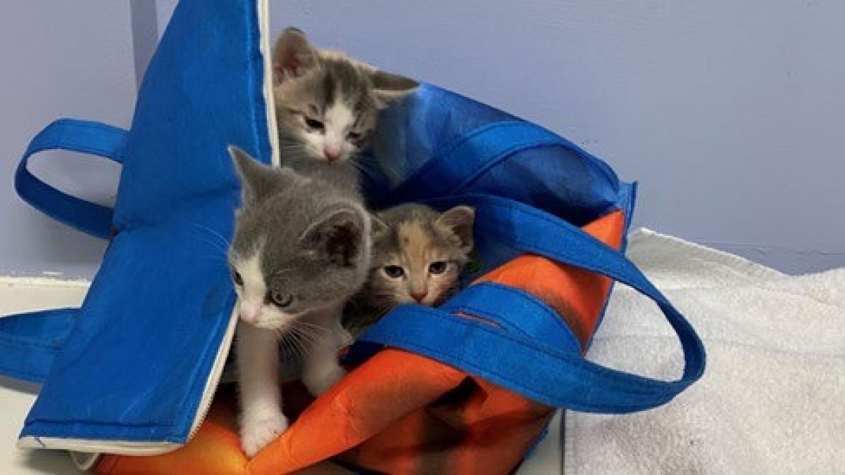 Illustration : "Les membres d'un refuge découvrent et libèrent trois chatons de 6 semaines abandonnés dans un sac isotherme, ils risquaient l'étouffement "