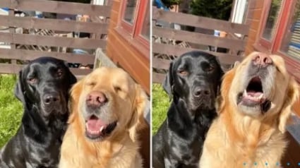 Illustration : 20 chiens en colère qui savent parfaitement comment vous faire comprendre que vous avez commis une erreur