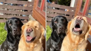 Illustration : 20 chiens en colère qui savent parfaitement comment vous faire comprendre que vous avez commis une erreur