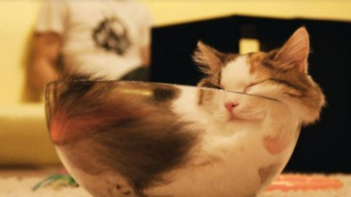 Illustration : "20 chats aux corps élastiques qui dorment dans des lieux et positions inexplicables"