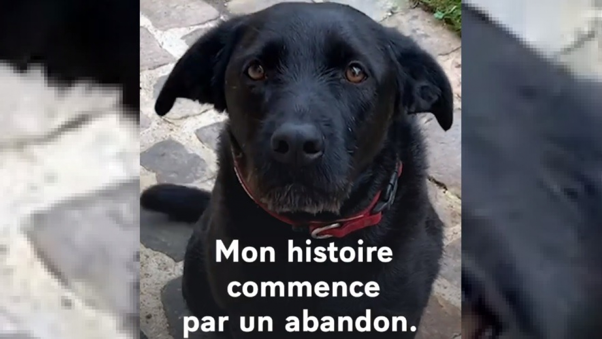 Illustration : "Le chien d'Emmanuel Macron se met en scène pour promouvoir la mise en place d'une loi contre les abandons d'animaux (Vidéo)"
