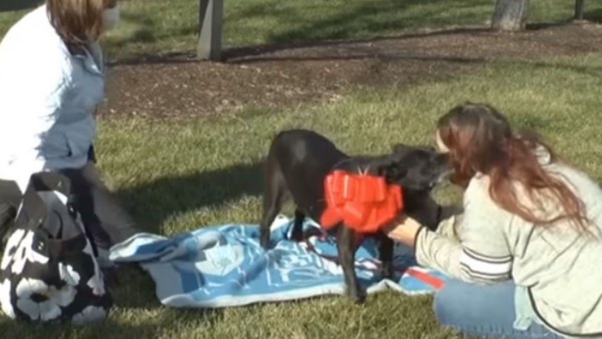 Illustration : "Retrouvailles entre un chien et sa propriétaire après 3 années de recherches et l'embauche d'un détective animalier (Vidéo)"