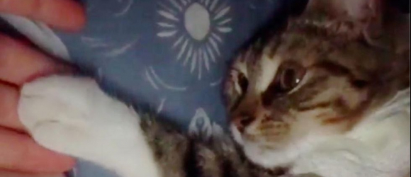 Illustration : "L'adorable demande d'un chat à trois pattes à la vétérinaire qui lui a sauvé la vie après un accident pour être adopté"