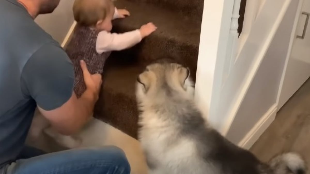 Illustration : "Un chiot incapable de monter les escaliers apprend à surmonter ses craintes grâce au nourrisson de la famille (Vidéo)"