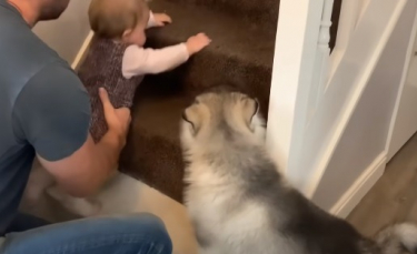 Illustration : "Un chiot incapable de monter les escaliers apprend à surmonter ses craintes grâce au nourrisson de la famille (Vidéo)"
