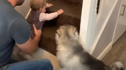 Illustration : Un chiot incapable de monter les escaliers apprend à surmonter ses craintes grâce au nourrisson de la famille (Vidéo)