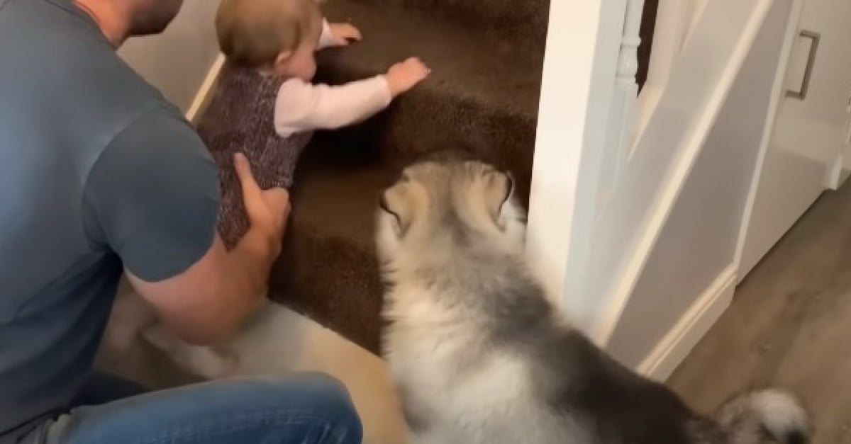 Connaitre Ses Origines Grace Au Nom De Famille Un chiot incapable de monter les escaliers apprend à surmonter ses