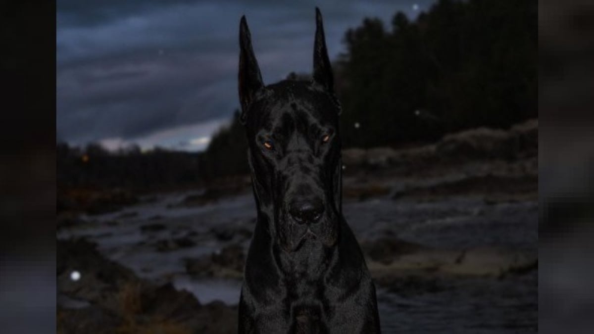 Illustration : "Un Dogue Allemand affole la toile par sa ressemblance avec Batman"