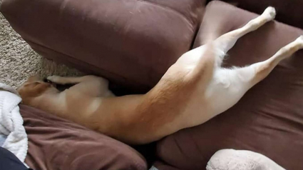 Illustration : Ce Golden Retriever surprend ses propriétaires en s'endormant tous les jours dans des positions loufoques