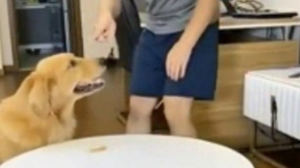 Illustration : Un propriétaire découvre grâce aux caméras de surveillance comment son chien le trompe pour plus de friandises (Vidéo)
