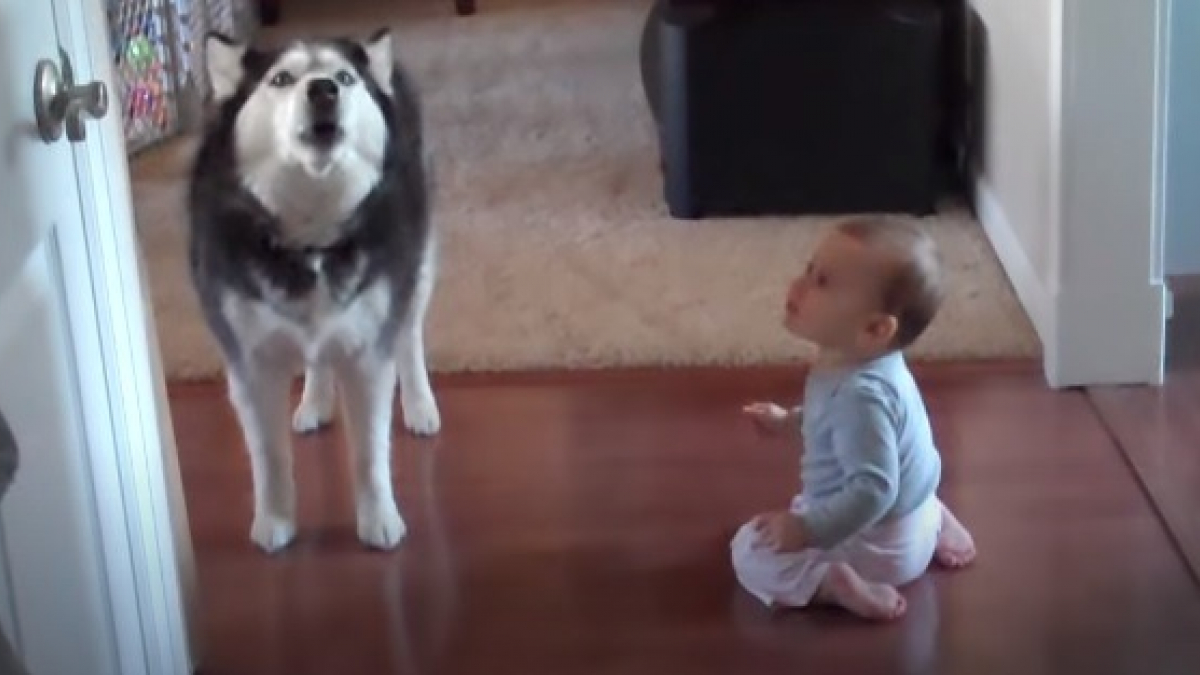 Illustration : "Un Husky et un bébé entrent en compétition pour obtenir l'attention de leurs parents (Vidéo)"
