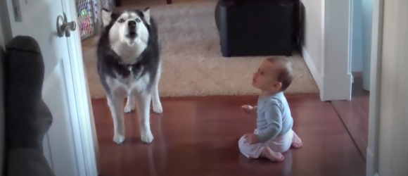 Illustration : "Un Husky et un bébé entrent en compétition pour obtenir l'attention de leurs parents (Vidéo)"