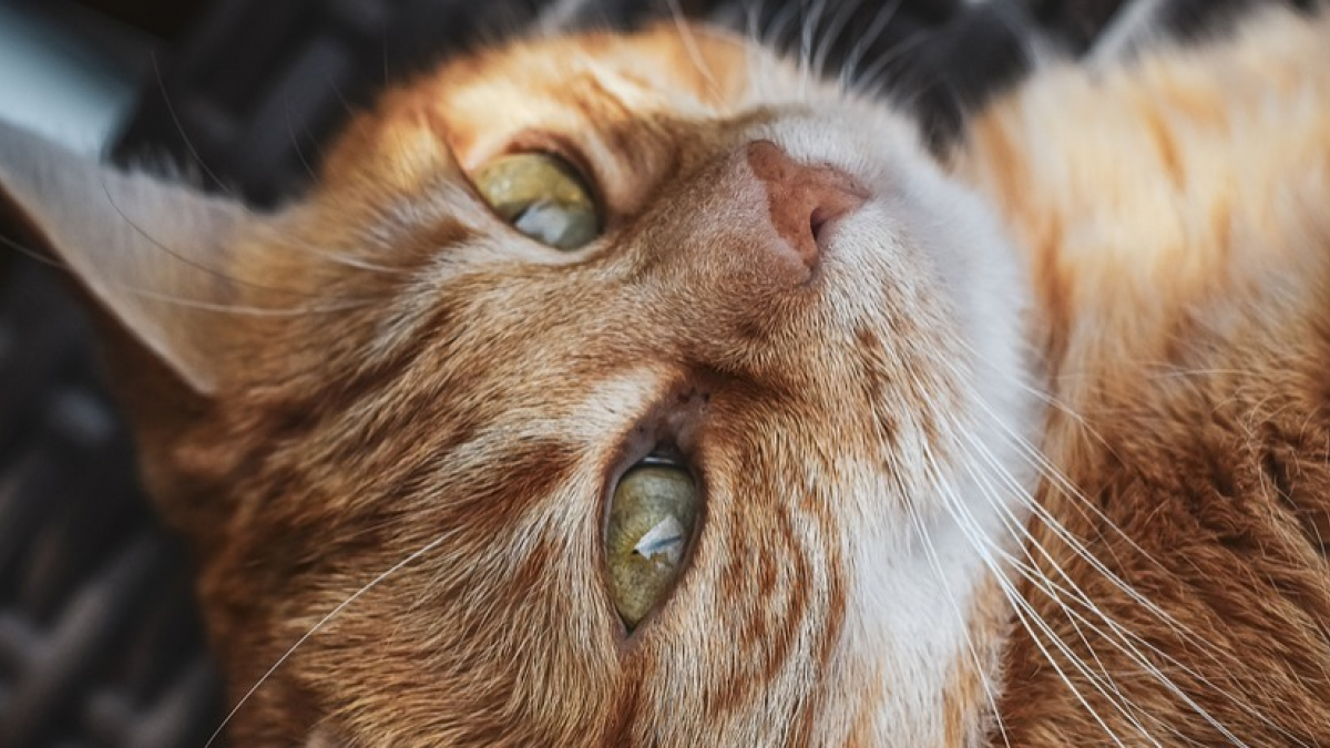 Illustration : "6 raisons pour lesquelles les chats roux sont de véritables chefs-d'oeuvre de la nature"