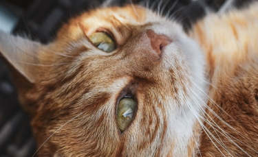 Illustration : "6 raisons pour lesquelles les chats roux sont de véritables chefs-d'oeuvre de la nature"