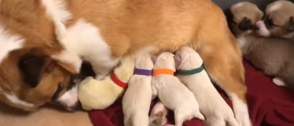 Illustration : "Une chienne Corgi utilisée pour la reproduction adopte 4 Labradors et leur offre l'amour maternel dont ils manquaient "