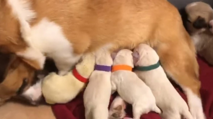 Illustration : Une chienne Corgi utilisée pour la reproduction adopte 4 Labradors et leur offre l'amour maternel dont ils manquaient 
