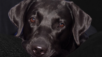 Illustration : Un pompier risque sa vie pour venir en aide à un chien pris au piège dans une grange en feu (Vidéo)