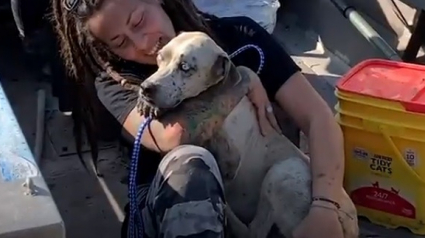 Illustration : Un couple abandonne ses vacances pour venir en aide à un chien errant sur une île inhabitée et lui trouve une famille d'accueil