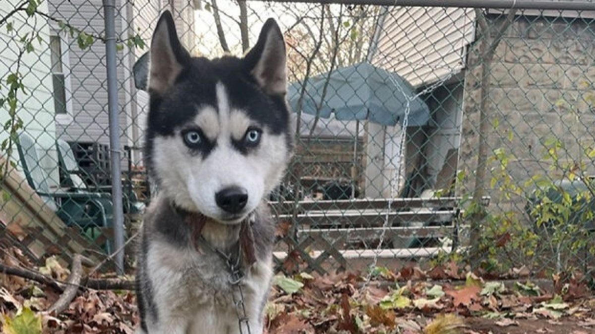 Illustration : "Un Husky passe 5 jours attaché à un grillage sans eau ni nourriture après le départ de ses propriétaires, une association lui vient en aide"