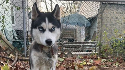 Illustration : Un Husky passe 5 jours attaché à un grillage sans eau ni nourriture après le départ de ses propriétaires, une association lui vient en aide